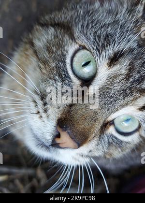 Nahaufnahme Katze schaut aufmerksam zur Seite. Hochwertige Fotos Stockfoto