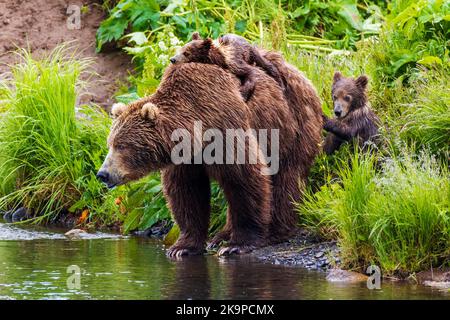 Weibchen (Sow) Braunbär; Ursus arctos mitdendorffi; mit Junghuckepack über den Fluss; Frazer Lake; Kodiak Island National Wildlife Refuge, Alaska Stockfoto