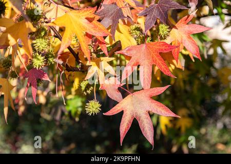 Nahaufnahme von roten und gelben Blättern eines Liquidambar-Baumes im Herbst Stockfoto