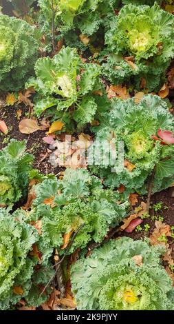 Im Herbst wächst auf dem Bett schöner Zierkohl Stockfoto