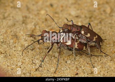 Detailreiche Nahaufnahme einer Paarung eines männlichen und weiblichen nördlichen Dünentigerkäfers, Cicindela hybrida Stockfoto