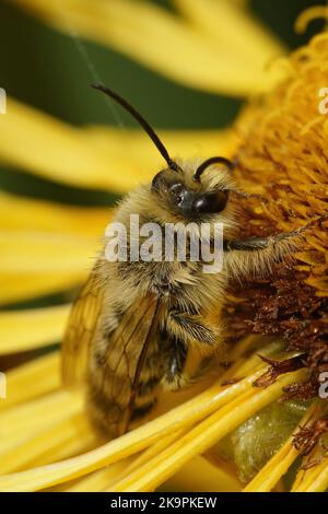 Detaillierte vertikale Nahaufnahme einer männlichen Pantaloon-Biene, Dasypoda hirtipes auf einer gelben Blume Stockfoto