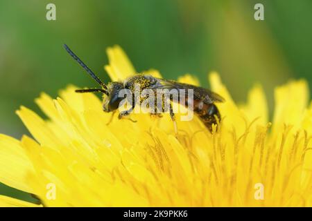 Detailreiche Nahaufnahme einer männlichen gemeinen Furchenbiene, Lasioglossum caleatum in einer gelben Blüte Stockfoto