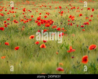 Rote Mohnblüten auf dem Roggenfeld. Grüne Pflanzen mit roten Knospen. Schöne und zerbrechliche Blumen im Sommer. Stockfoto