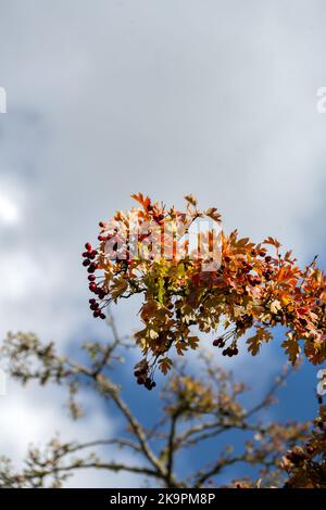 Crataegus oder Weißdornbeeren und Blätter im Herbst, aus nächster Nähe Stockfoto