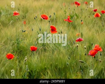 Rote Mohnblüten auf dem Roggenfeld. Grüne Pflanzen mit roten Knospen. Schöne und zerbrechliche Blumen im Sommer. Stockfoto