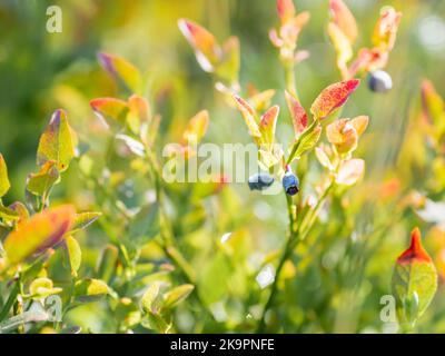 Heidelbeeren im Wald. Sonniger Herbsttag. Herbsternte der wild wachsenden Beeren. Stockfoto