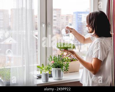 Die Frau gießt Zimmerpflanzen und Mikrogrüns auf dem Fensterbrett. Anbau von essbarem Bio-Basilikum, Rucola, Mikrogrün von Kohl für eine gesunde Ernährung. Stockfoto