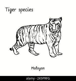 Tiger Species Collection, Seitenansicht stehend, Malayisch. Tinte schwarz und weiß Doodle Zeichnung. Stockfoto