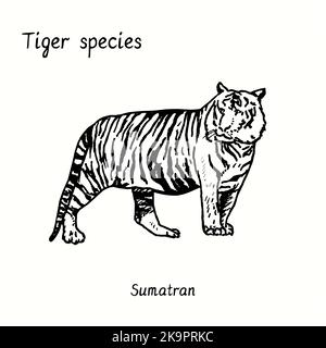 Tiger Species Collection, Seitenansicht stehend, Sumatran. Tinte schwarz und weiß Doodle Zeichnung.Sumatra Stockfoto