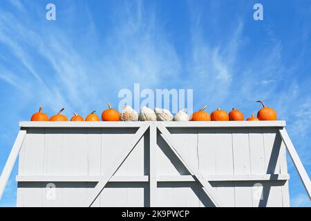 Kürbisse und Kürbisse auf einer Holzwand vor einem blauen Himmel mit streifenden Wolken. Stockfoto