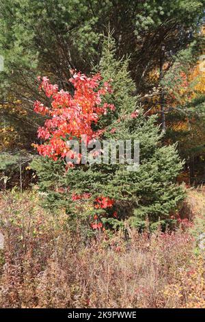 Herbst in Nord-Ontario Stockfoto