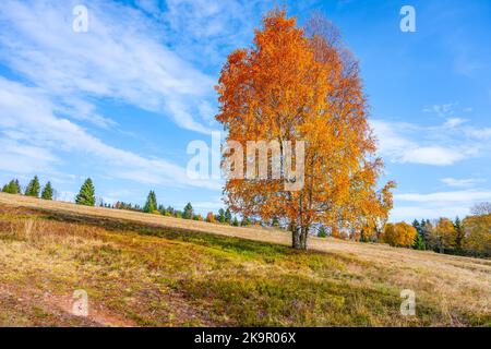 Einsame Birke im Herbst lebendige Farben Stockfoto