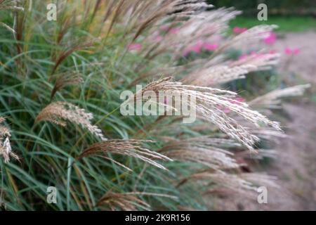 Ziergras mit dem Namen Miscanthus Sinesis Gnome, fotografiert im Herbst im Garten von RHS Wisley in Surrey, Großbritannien. Rosa Blumen im Hintergrund. Stockfoto