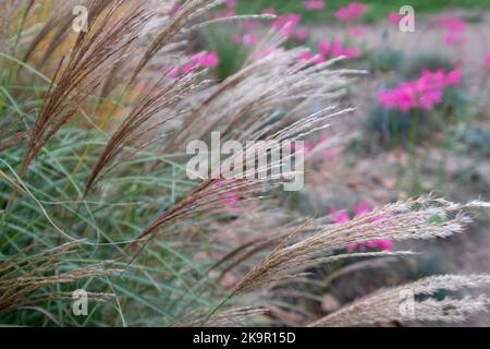 Ziergras mit dem Namen Miscanthus Sinesis Gnome, fotografiert im Herbst im Garten von RHS Wisley in Surrey, Großbritannien. Rosa Blumen im Hintergrund. Stockfoto