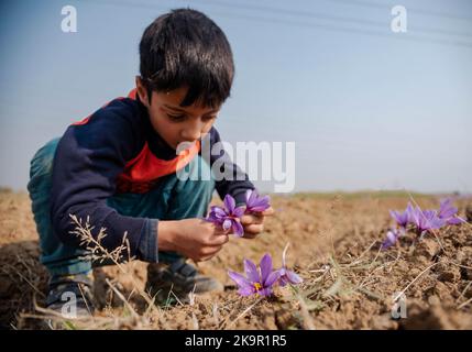 Pulwama, Indien. 29. Oktober 2022. Ein Kashmiri-Junge sammelt Safranblüten auf einem Safranfeld in Pampore. Kaschmir ist bekannt für seinen hochwertigen Safran, ein Gewürz, das aus der Krokusblüte gewonnen wird. Safran wird hauptsächlich in Indien, Spanien und dem Iran kommerziell angebaut. Aber die Kaschmir-Sorte gilt als die beste und ist die teuerste. Safran, der zuerst in Griechenland angebaut wird, wird seit Hunderten von Jahren im Kaschmir-Tal angebaut. (Foto von Idrees Abbas/SOPA Images/Sipa USA) Quelle: SIPA USA/Alamy Live News Stockfoto