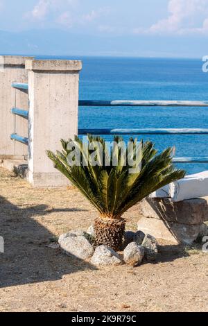 Kleine Palme an der küste kalabriens. Sonniger Tag Stockfoto