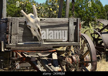 Pferdewagen mit gebleichtem Schädel in der hohen Wüste Stockfoto