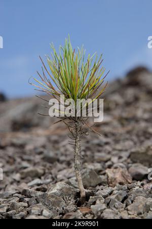 Ausläufer der Kanarienkiefer Pinus canariensis. Integral Natural Reserve von Inagua. Gran Canaria. Kanarische Inseln. Spanien. Stockfoto