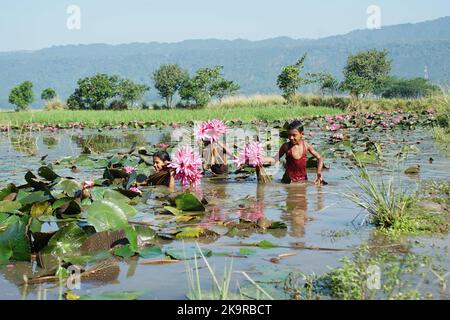 Sylhet, Sylhet, Bangladesch. 28. Oktober 2022. Kinder sammeln Rote Seerosen Blumen vom nächsten See für den Verkauf an Touristen in Jaintapur Yeambill Haor von Sylhet, Bangladesch. Yeambill Haor ist als das Königreich der roten Seerose für Reisende bekannt. (Bild: © MD Akbar Ali/ZUMA Press Wire) Stockfoto