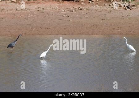 Blaureiher, Ardea herodias und zwei Silberreiher, Ardea alba Stockfoto