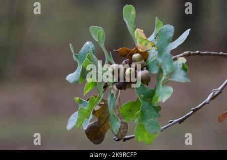 Pfosten Eiche, Quercus stellata, Blätter und Eicheln im Herbst Stockfoto