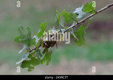 Pfosten Eiche, Quercus stellata, Blätter und Eicheln im Herbst Stockfoto