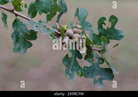 Pfosten Eiche, Quercus stellata, Blätter und Eicheln im Herbst Stockfoto
