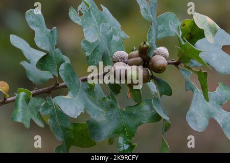 Pfosten Eiche, Quercus stellata, Blätter und Eicheln im Herbst Stockfoto