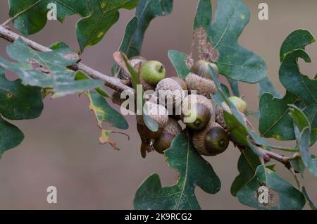 Pfosten Eiche, Quercus stellata, Blätter und Eicheln im Herbst Stockfoto