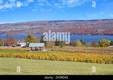 Seneca Lake in den Finger Lakes, mit Blättern an Weinreben, die in leuchtende Herbstfarben wechseln Stockfoto