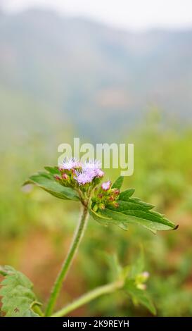 Knoblauchziege Unkrautzweig mit malvenblühenden Blüten Stockfoto