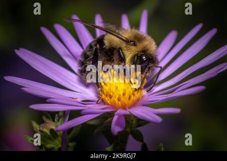 Profilansicht einer gemeinen Ostbumble Bee, (Bombus impatiens), die fröhlich am Nektar eines violetten Asters famost. Raleigh, North Carolina. Stockfoto