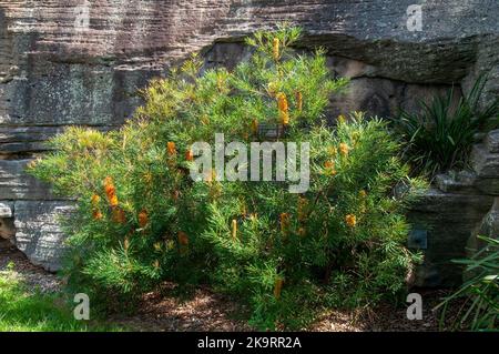 Sydney Australien, Banksia ericifolia oder Heide Banksia Strauch mit Zapfen in der Sonne Stockfoto