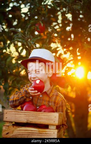 Fröhliches Kind Junge mit gebissenen Apfel hält Kiste voller Früchte im Garten Stockfoto