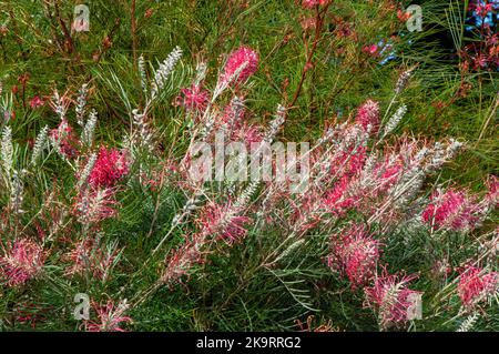 Sydney Australien, einheimischer grevillea-Busch mit rosa Blüten Stockfoto