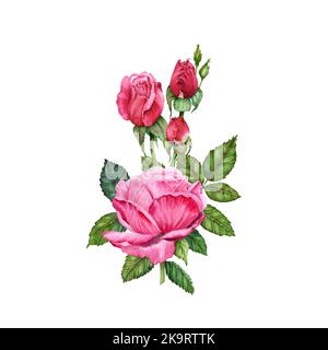 Rose und Knospen Aquarell florale Illustration. Handgezeichnete rosa und rote Blüten mit grünen Knospen. Für Karten, Geschenke, Verpackungen, Kränze, Einladungen Stockfoto