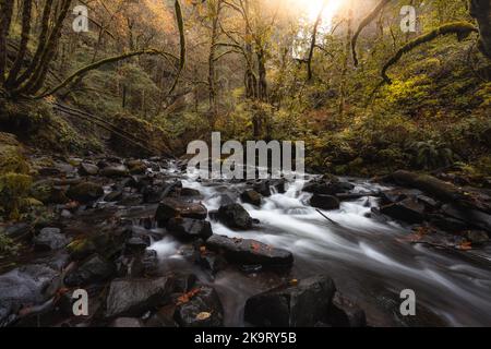 Creek fließt durch die bezaubernde, üppige Waldlandschaft im Herbst in der Columbia River Gorge, Oregon Stockfoto