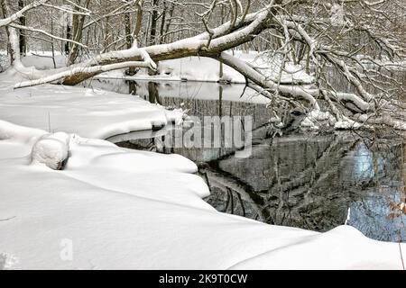 Bäume im Schnee im Winter auf einer Wiese und entlang des Flusses Stockfoto