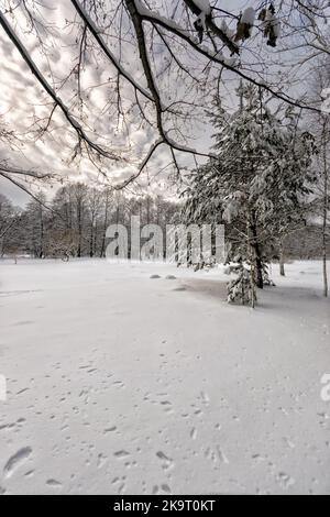 Bäume im Schnee im Winter auf einer Wiese und entlang des Flusses Stockfoto