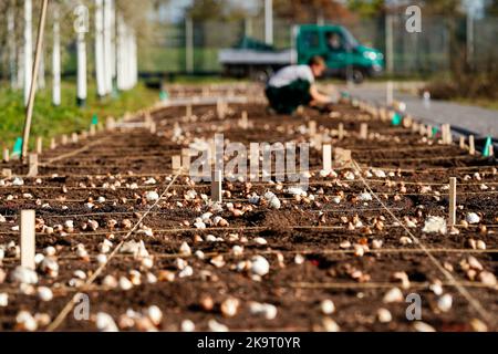 Mannheim, Deutschland. 27. Oktober 2022. Ein Mitarbeiter legt auf dem Gelände der Bundesgartenschau Blumenzwiebeln in den Boden. Keine Winterruhe bei Buga 23: Bauarbeiter, Gärtner und Landschaftsarchitekten haben in den nächsten Monaten die Hände voll zu tun, damit die Buga 23 in Mannheim am 14. April nächsten Jahres in der schönsten Blüte erstrahlt. (To dpa: 'BUGA in Sleeping Beauty - viel Arbeit auch im Winter') Quelle: Uwe Anspach/dpa/Alamy Live News Stockfoto