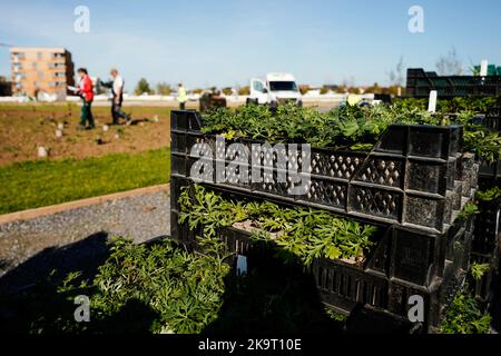 Mannheim, Deutschland. 27. Oktober 2022. Auf dem Gelände der Bundesgartenschau Pflanzen Mitarbeiter Blumen. Keine Winterruhe bei Buga 23: Bauarbeiter, Gärtner und Landschaftsarchitekten haben in den nächsten Monaten die Hände voll zu tun, damit die Buga 23 in Mannheim am 14. April nächsten Jahres in der schönsten Blüte erstrahlt. (To dpa: 'BUGA in Sleeping Beauty - viel Arbeit auch im Winter') Quelle: Uwe Anspach/dpa/Alamy Live News Stockfoto