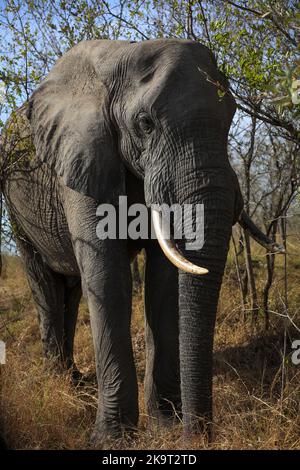 Elefanten fressen Laub im Krüger National Park, Südafrika Stockfoto