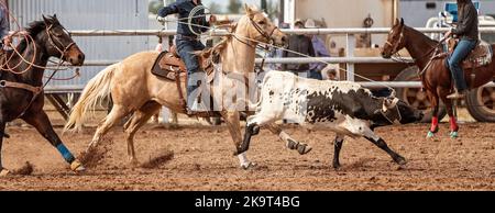 Cowboys auf dem Pferderücken ziehen bei einem australischen Country-Rodeo ein Kalb um den Kopf und die Knöchel. Stockfoto