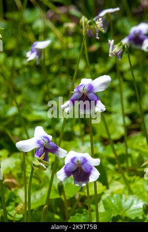 Sydney Australien, zarte Blumen von Viola hederacea oder einheimische Veilchen im Garten Stockfoto