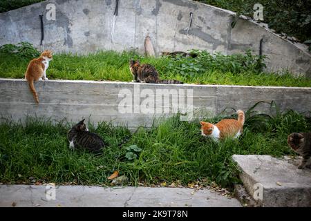 Odessa, Ukraine. 28. Oktober 2022. Streunende Katzen in verschiedenen Farben sind in der Nähe des Strandes 'Otrada' zu sehen. Nach Angaben der Stadtverwaltung in Odessa hat die Zahl der obdachlosen Tiere zugenommen, da viele Bürger aufgrund der umfassenden Invasion der Russischen Föderation gezwungen sind, das Land zu verlassen und ihre Haustiere auf der Straße zu lassen. Kredit: SOPA Images Limited/Alamy Live Nachrichten Stockfoto