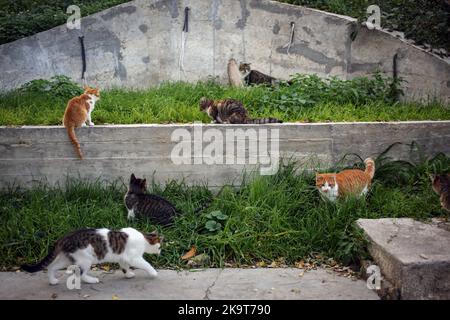 Odessa, Ukraine. 28. Oktober 2022. Streunende Katzen in verschiedenen Farben sind in der Nähe des Strandes 'Otrada' zu sehen. Nach Angaben der Stadtverwaltung in Odessa hat die Zahl der obdachlosen Tiere zugenommen, da viele Bürger aufgrund der umfassenden Invasion der Russischen Föderation gezwungen sind, das Land zu verlassen und ihre Haustiere auf der Straße zu lassen. Kredit: SOPA Images Limited/Alamy Live Nachrichten Stockfoto