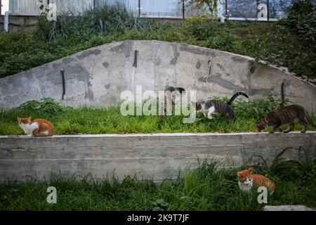 Odessa, Ukraine. 28. Oktober 2022. Streunende Katzen in verschiedenen Farben sind in der Nähe des Strandes 'Otrada' zu sehen. Nach Angaben der Stadtverwaltung in Odessa hat die Zahl der obdachlosen Tiere zugenommen, da viele Bürger aufgrund der umfassenden Invasion der Russischen Föderation gezwungen sind, das Land zu verlassen und ihre Haustiere auf der Straße zu lassen. (Foto: Viacheslav Onyshchenko/SOPA Images/Sipa USA) Quelle: SIPA USA/Alamy Live News Stockfoto