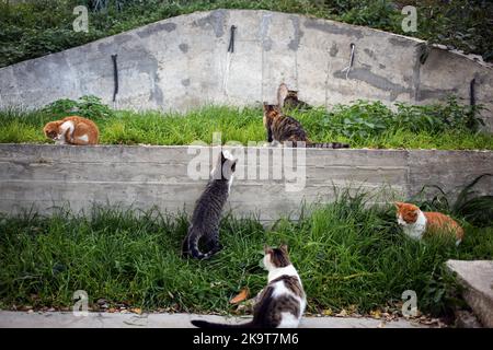 Odessa, Ukraine. 28. Oktober 2022. Streunende Katzen in verschiedenen Farben sind in der Nähe des Strandes 'Otrada' zu sehen. Nach Angaben der Stadtverwaltung in Odessa hat die Zahl der obdachlosen Tiere zugenommen, da viele Bürger aufgrund der umfassenden Invasion der Russischen Föderation gezwungen sind, das Land zu verlassen und ihre Haustiere auf der Straße zu lassen. (Foto: Viacheslav Onyshchenko/SOPA Images/Sipa USA) Quelle: SIPA USA/Alamy Live News Stockfoto