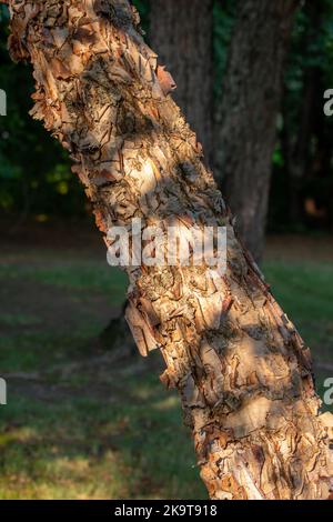 Nahaufnahme der Textur-Ansicht der schönen zerklüfteten Rinde auf dem Stamm einer auffälligen Flussbirke (betula nigra) in spätem Sonnenlicht Stockfoto